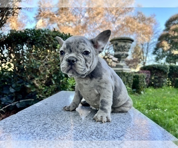 Medium Photo #214 French Bulldog Puppy For Sale in HAYWARD, CA, USA