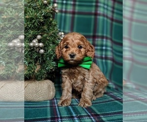 Cavapoo Puppy for sale in QUARRYVILLE, PA, USA