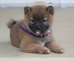 Shiba Inu Puppy for sale in FREDERICKSBG, OH, USA
