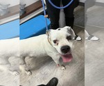Small #5 Boxer