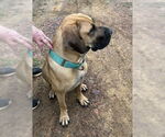 Small #32 Fila Brasileiro-Great Dane Mix