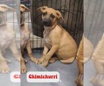 Small Photo #1 Black Mouth Cur-German Shepherd Dog Mix Puppy For Sale in Katy, TX, USA