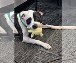 Small #22 American Pit Bull Terrier