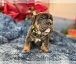 Small #4 English Bulldog