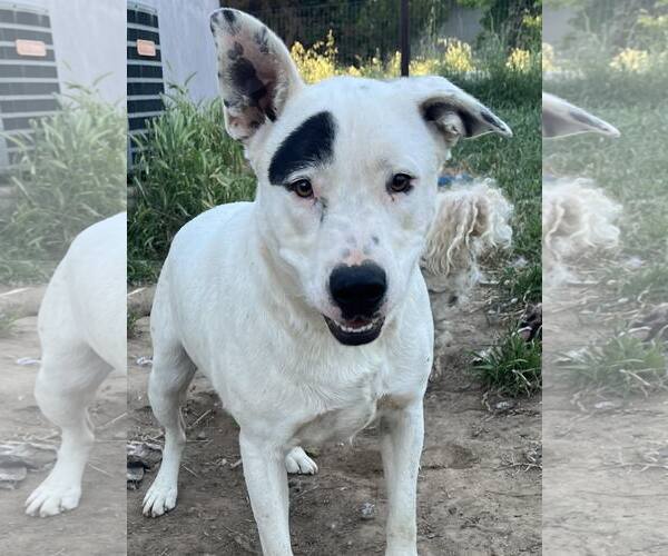 Medium Photo #2 Mutt Puppy For Sale in Stckton, CA, USA