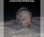 Small Photo #24 Dogo Argentino Puppy For Sale in PINEVILLE, MO, USA