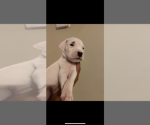Dogo Argentino Puppy for sale in LAWRENCEVILLE, GA, USA