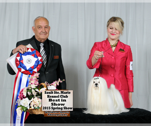 Medium Photo #9 Maltese Puppy For Sale in Kakabeka Falls, Ontario, Canada