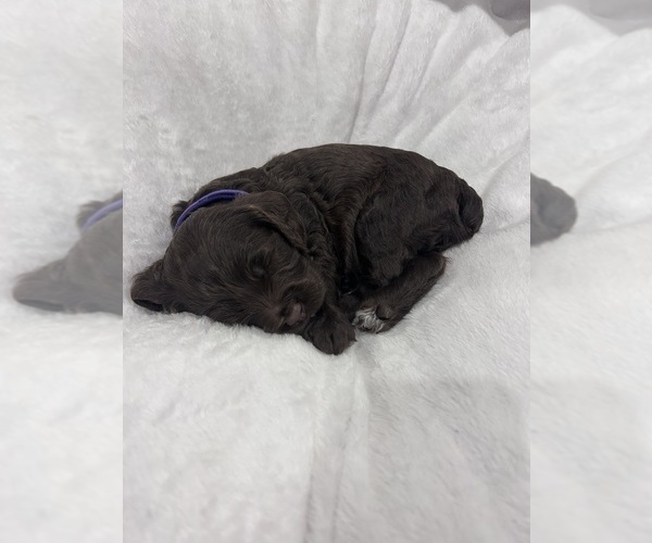 Medium Photo #4 Cockapoo (Miniature) Puppy For Sale in BLUE MOUNTAIN, MS, USA