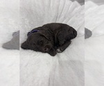 Small #3 Cockapoo (Miniature)