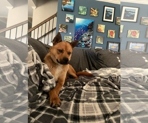 Siberian Husky-Unknown Mix Dogs for adoption in Spring Lake, NC, USA