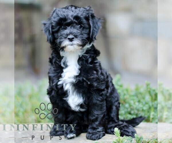 Medium Photo #1 Cavapoo (Miniature) Puppy For Sale in KINZERS, PA, USA
