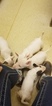 Small Photo #62 Bull Terrier Puppy For Sale in JACKSON, MI, USA