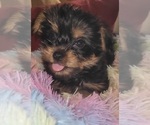 Small Photo #194 Yorkshire Terrier Puppy For Sale in AKRON, OH, USA