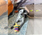 Small #1 Mutt