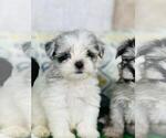 Small Photo #6 Schnauzer (Miniature) Puppy For Sale in MIAMI, FL, USA
