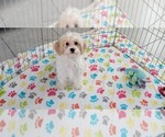 Small Photo #7 Cavachon Puppy For Sale in ORO VALLEY, AZ, USA