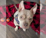 Small #14 American Bulldog Mix