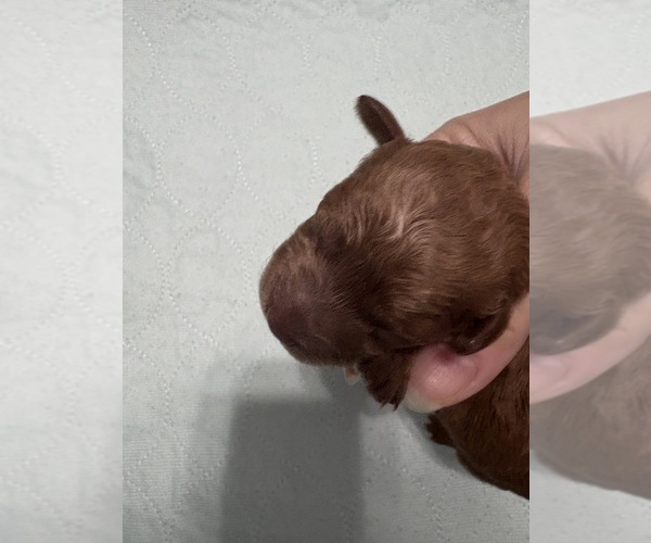 Medium Photo #6 Poodle (Miniature) Puppy For Sale in AUBURNDALE, FL, USA