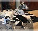 Small Photo #15 Great Dane Puppy For Sale in ANAHEIM, CA, USA