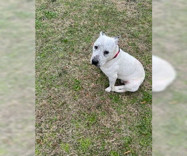 Medium Photo #3 Mutt Puppy For Sale in Gulfport, MI, USA