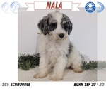 Puppy Nala Schnoodle (Miniature)