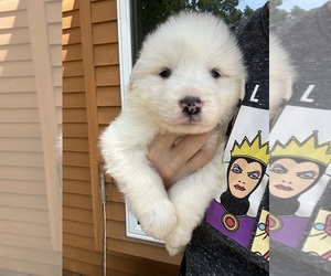 Great Pyrenees Puppy for sale in NEWFIELD, NJ, USA