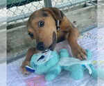 Small #1 Beagle Mix