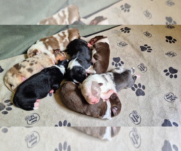 Medium Photo #1 Border-Aussie Puppy For Sale in BLUE RIVER, WI, USA