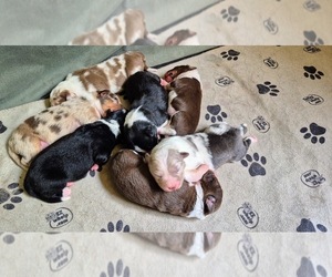 Border-Aussie Puppy for Sale in BLUE RIVER, Wisconsin USA