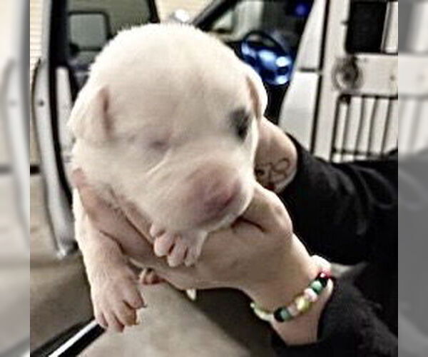 Medium Photo #2 Mutt Puppy For Sale in Houston, TX, USA