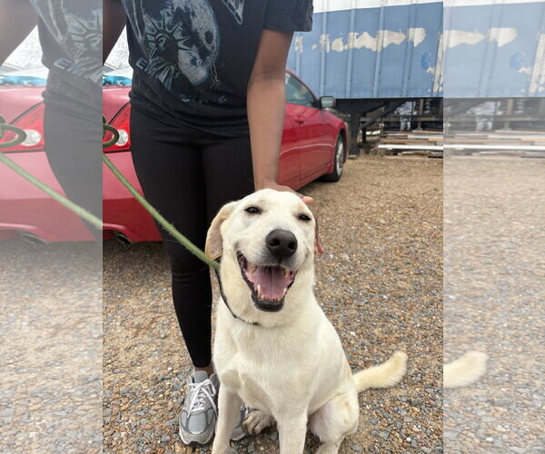 Medium Photo #2 Mutt Puppy For Sale in Jackson, MS, USA