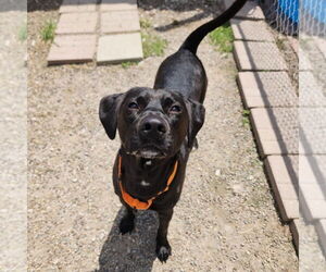 Labrador Retriever-Unknown Mix Dogs for adoption in Evansville, IN, USA