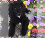 Puppy Jack Goldendoodle