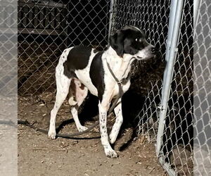 Jax - Male Brittany-Unknown Mix Dog for Adoption - Photo #4