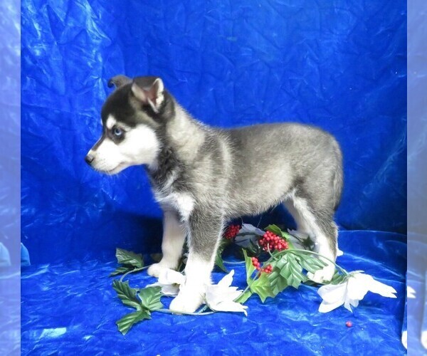 Medium Photo #10 Alaskan Klee Kai Puppy For Sale in NORWOOD, MO, USA
