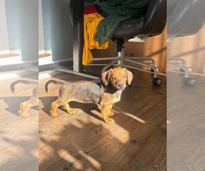 Dachshund Puppy for sale in LOS ANGELES, CA, USA
