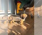 Sweet Nectarine - Female Dachshund Puppy for Sale - Small photo
