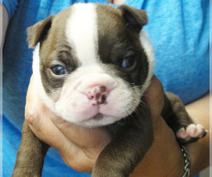 Boston Terrier Puppy for sale in MULINO, OR, USA