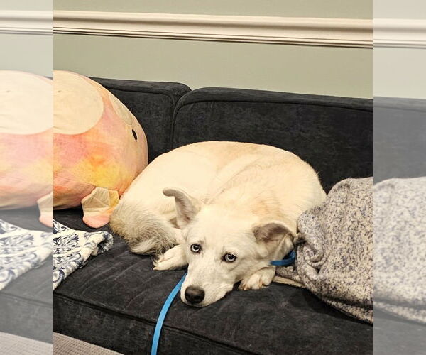 Medium Photo #3 Mutt Puppy For Sale in Shelburne, VT, USA