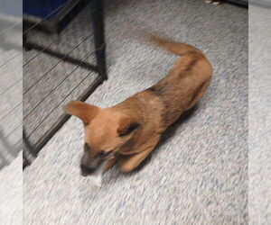 Mutt Dogs for adoption in Stevens Point, WI, USA