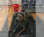 Small #2 American Pit Bull Terrier