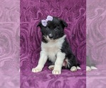 Small Photo #3 Border Collie Puppy For Sale in KIRKWOOD, PA, USA