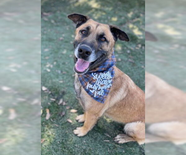 Medium Photo #1 Mutt Puppy For Sale in Ventura, CA, USA