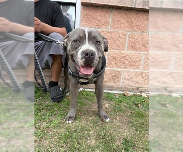 Medium Photo #1 American Staffordshire Terrier-Unknown Mix Puppy For Sale in San Antonio, TX, USA