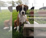 Small #3 Boxer