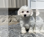 Small Bichon Frise