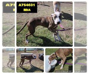 American Staffordshire Terrier-Unknown Mix Dogs for adoption in San Antonio, TX, USA