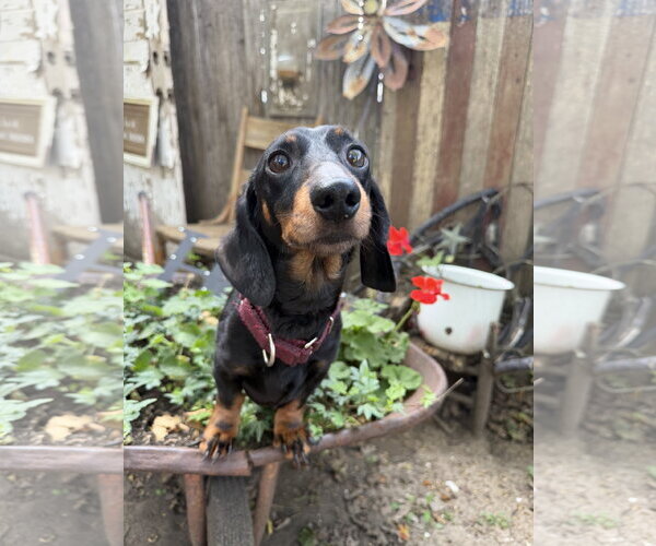 Medium Photo #3 Dachshund Puppy For Sale in Sioux Falls, SD, USA