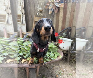 Dean - Male Dachshund Dog for Adoption - Photo #3